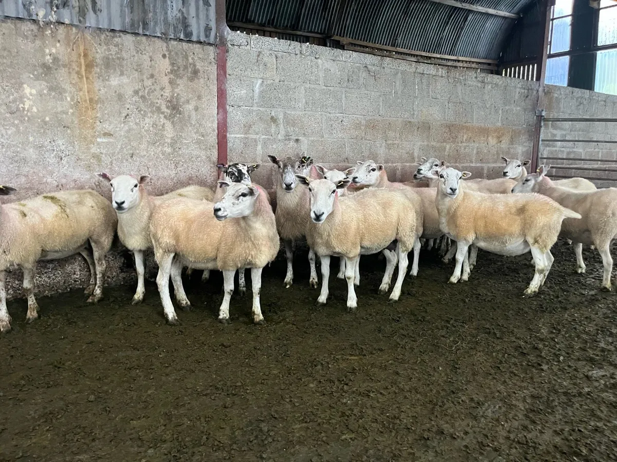 Broken mouth ewes - Image 4