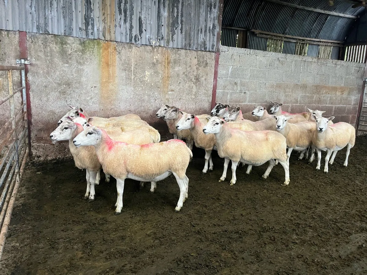 Broken mouth ewes - Image 1