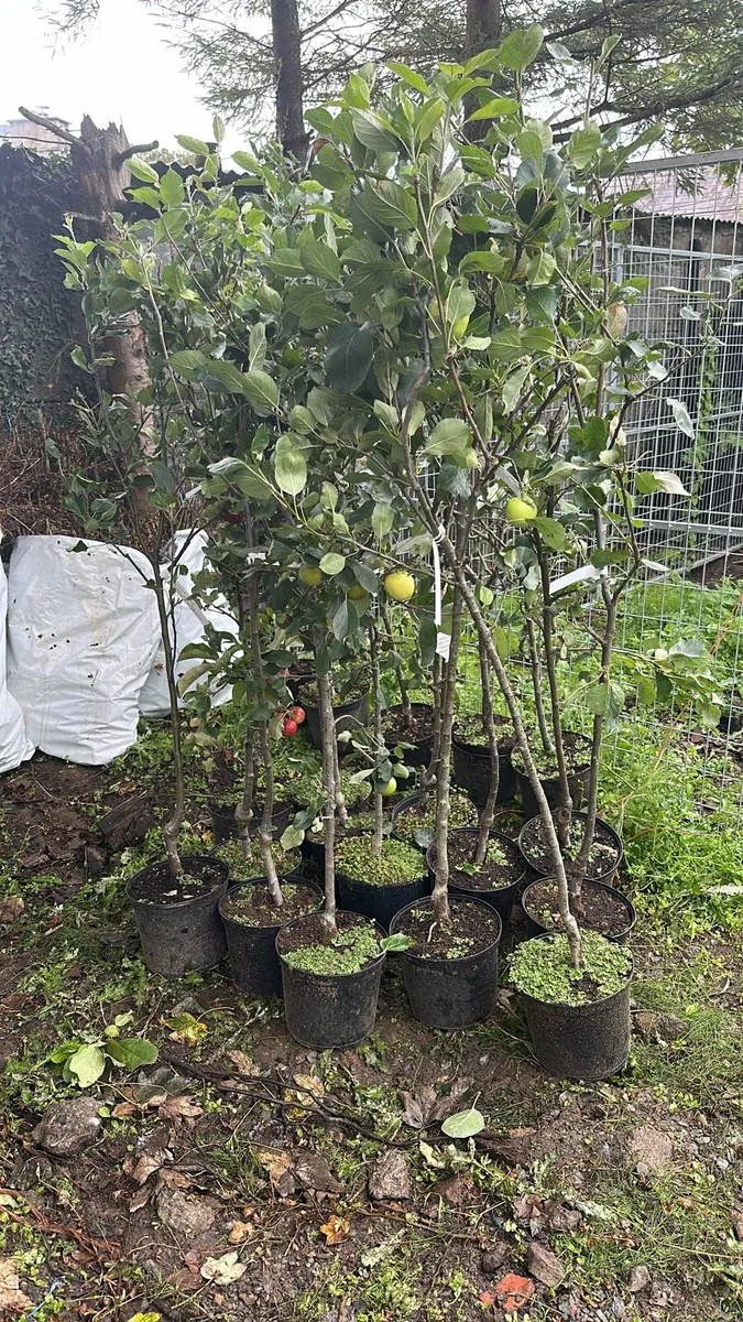 Apple trees 5ft+ cookers and eaters
