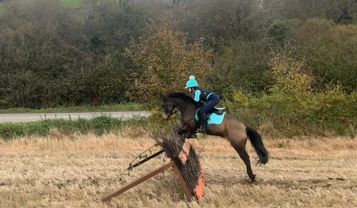 Grade A 138cm Gelding Pony - Image 2