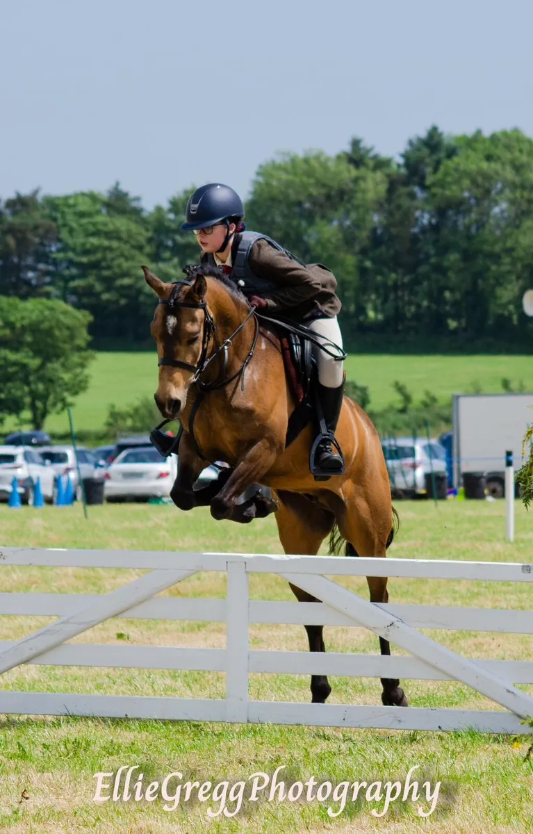 Grade A 138cm Gelding Pony - Image 4