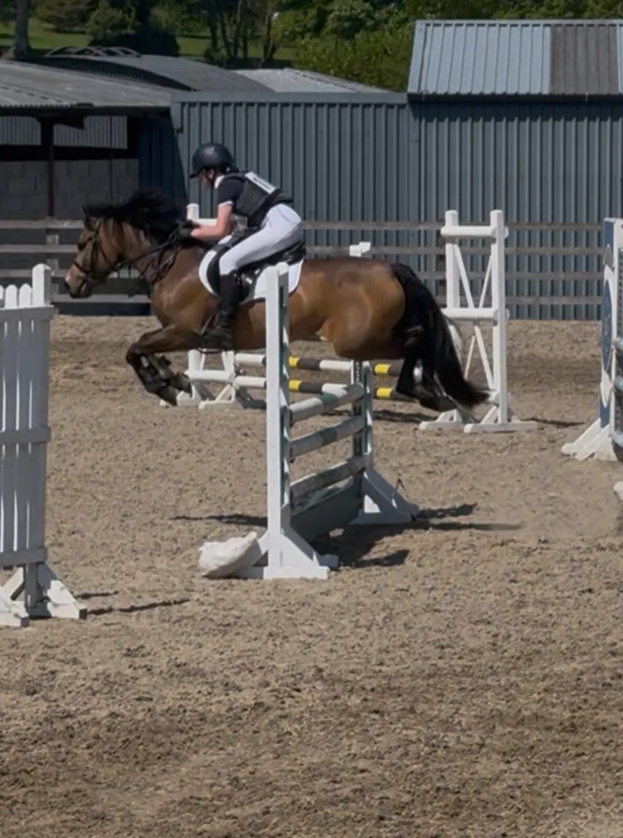 Grade A 138cm Gelding Pony - Image 1