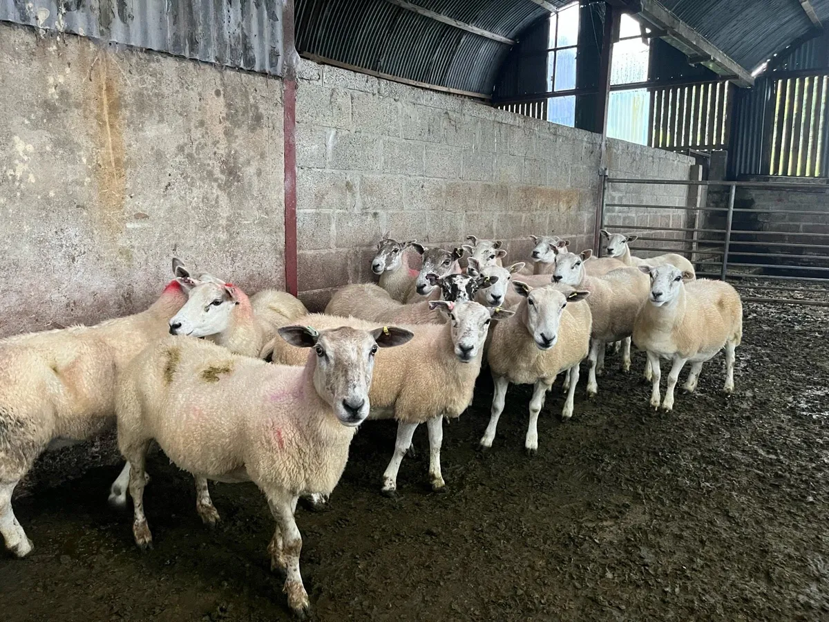 Broken mouth ewes - Image 2