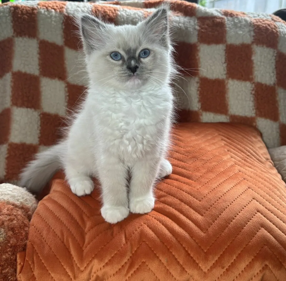 Ragdoll kittens - Image 2