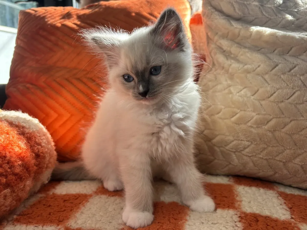 Ragdoll kittens - Image 4
