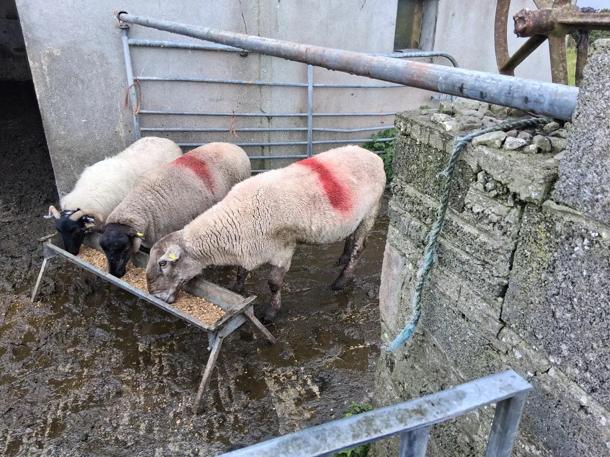 Suff/Tex ram - Image 3