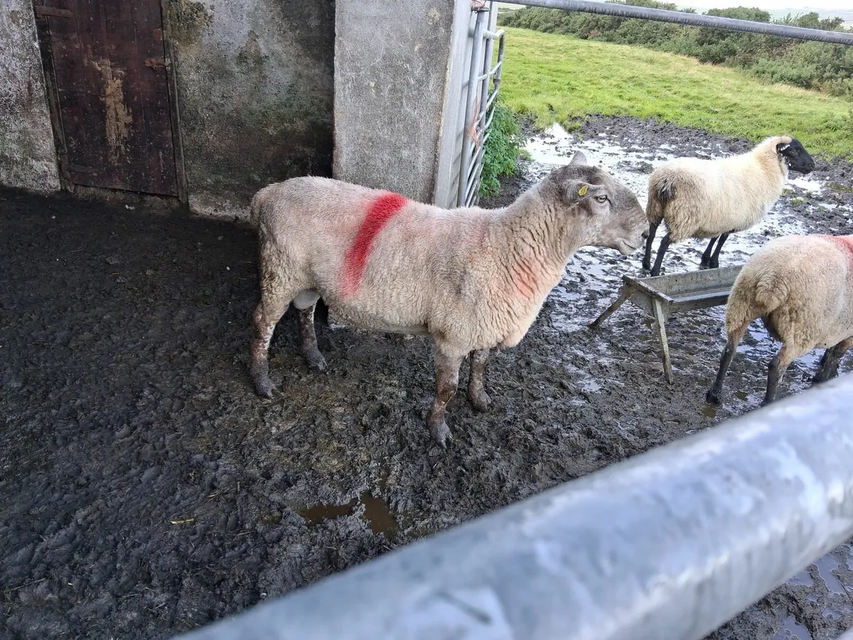 Suff/Tex ram - Image 1
