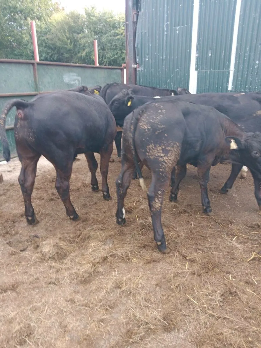 8 super quality bull weanlings 260kg - Image 1