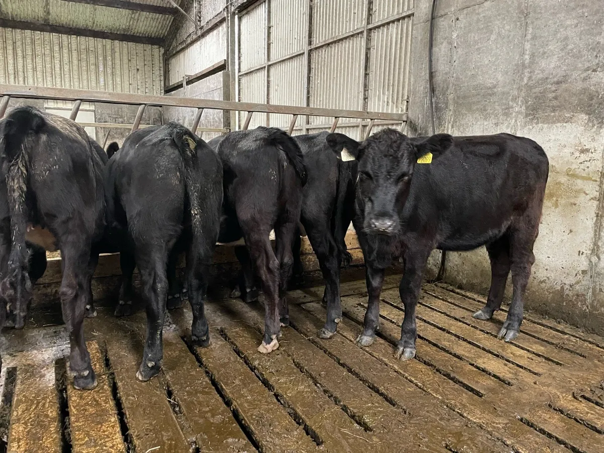 Aberdeen Angus heifers - Image 1