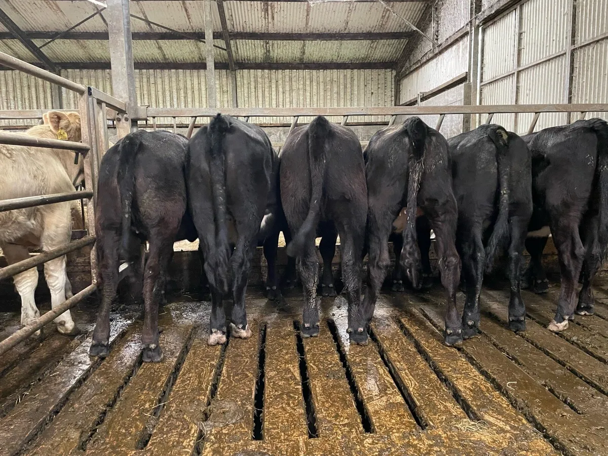 Aberdeen Angus heifers - Image 2