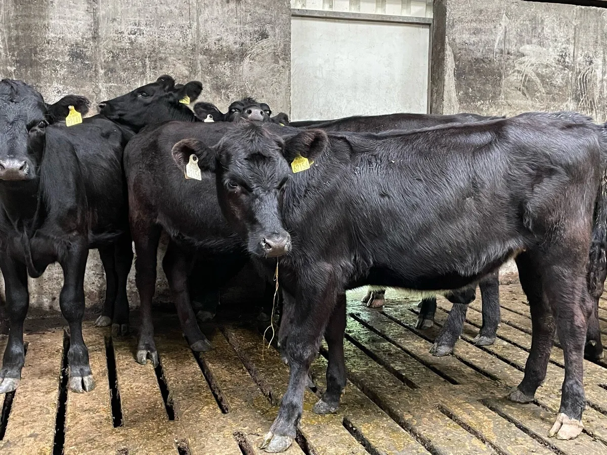 Aberdeen Angus heifers - Image 3