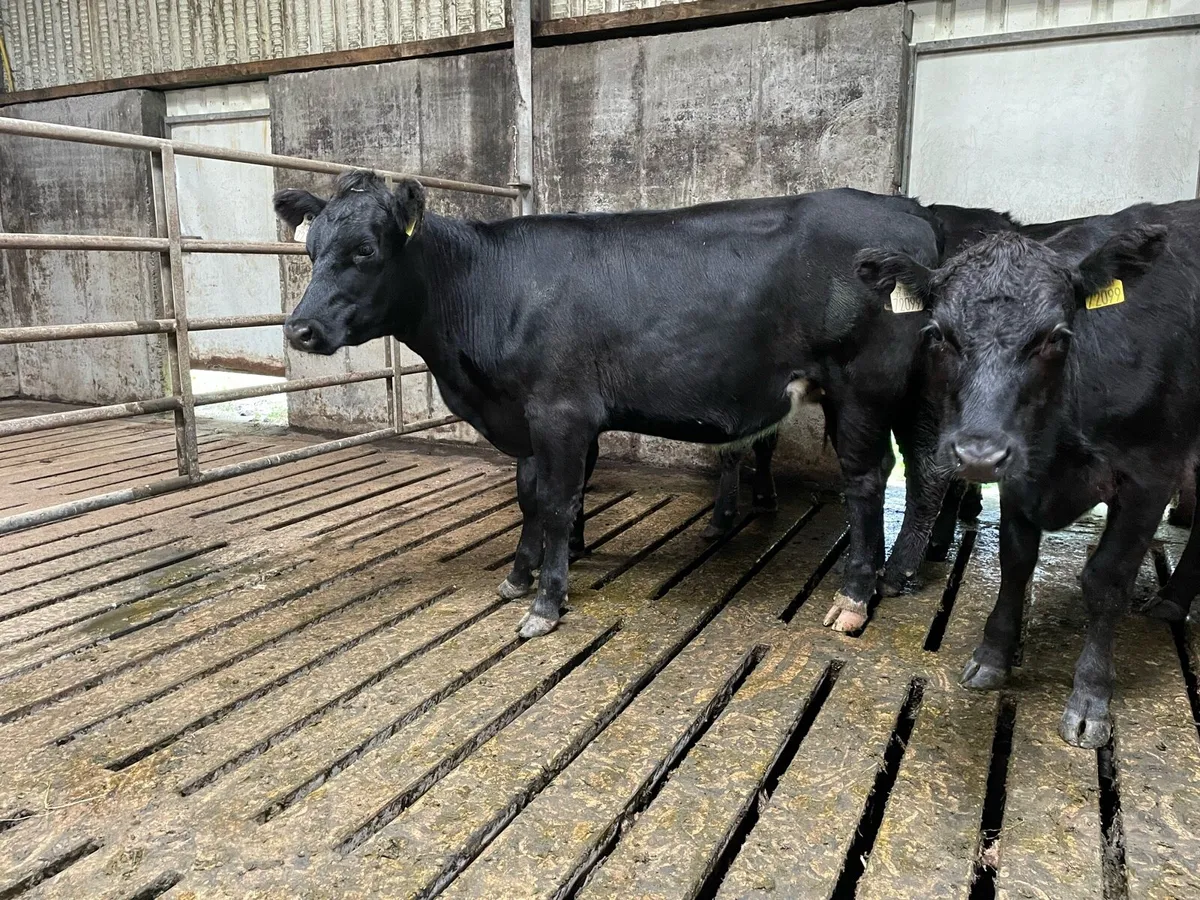 Aberdeen Angus heifers - Image 4