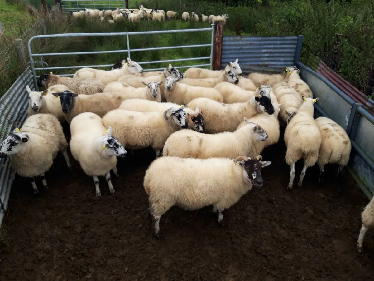 Crossbred Hoggets - Image 1