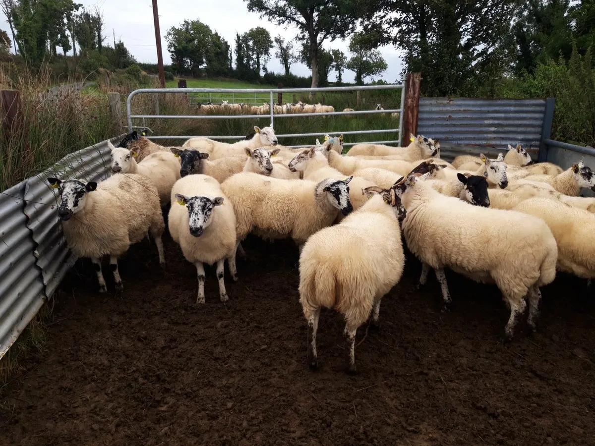 Crossbred Hoggets - Image 3