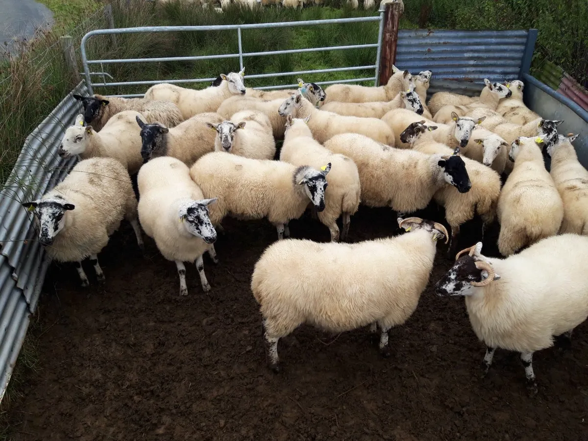 Crossbred Hoggets - Image 4