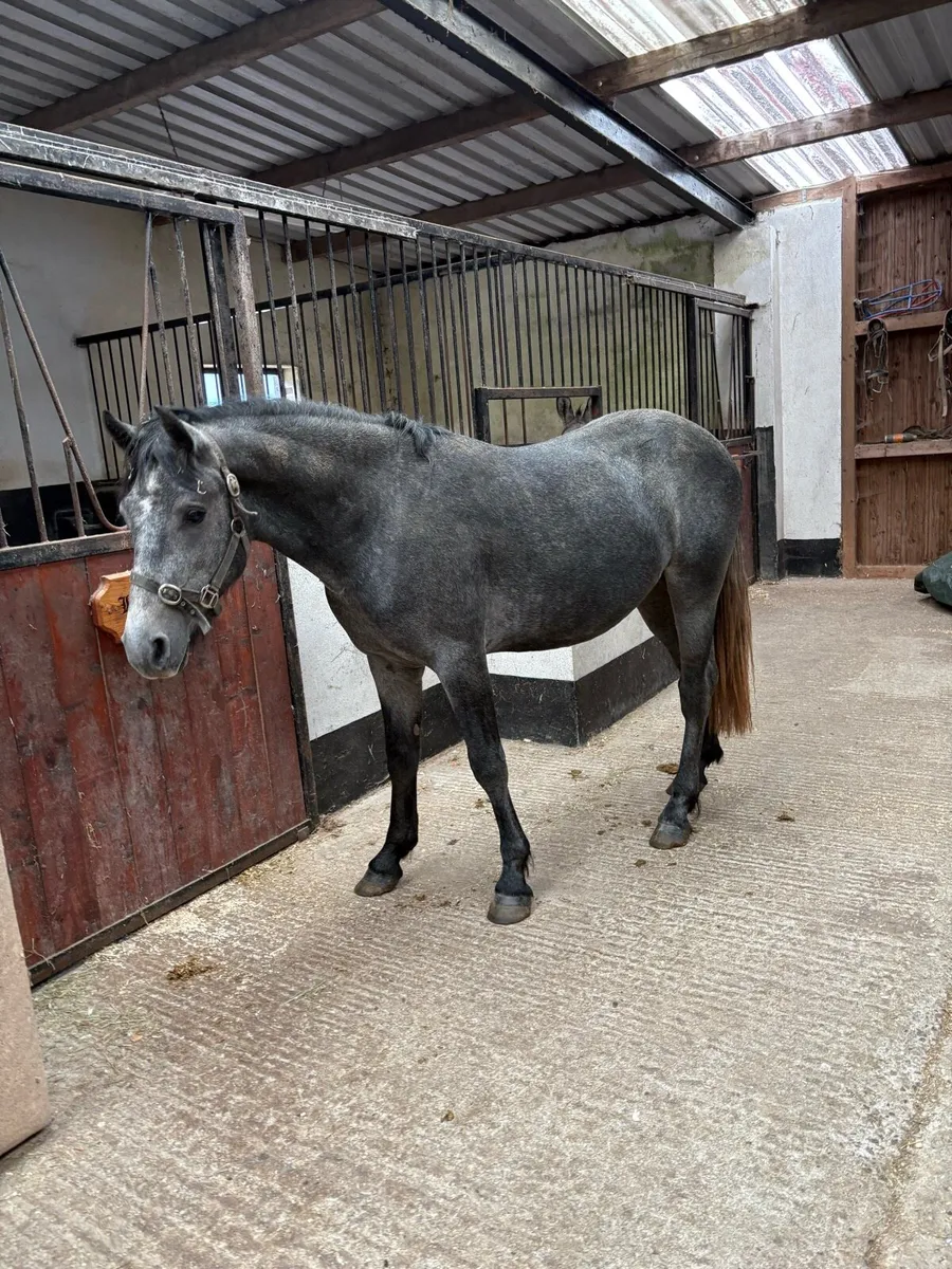 3 yr old Connemara stallion - Image 1