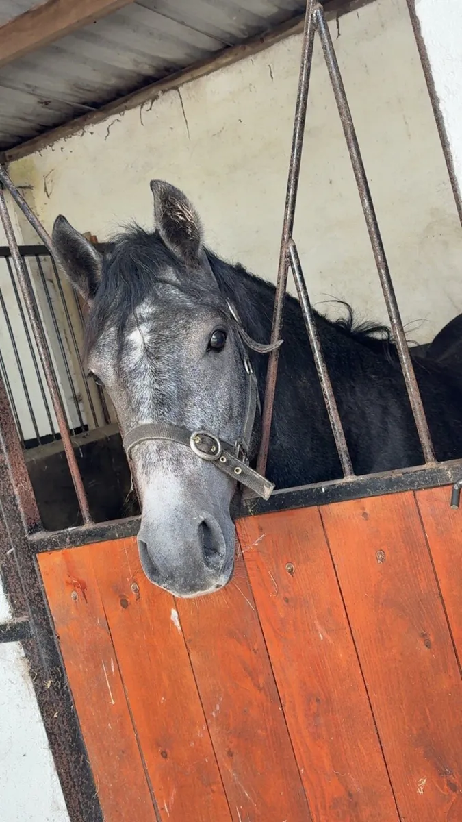 3 yr old Connemara stallion - Image 2