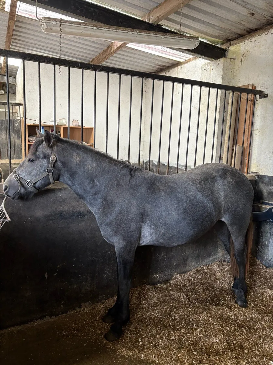 3 yr old Connemara stallion - Image 3
