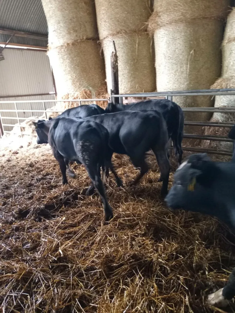 8 super quality bull weanlings 260kg - Image 2