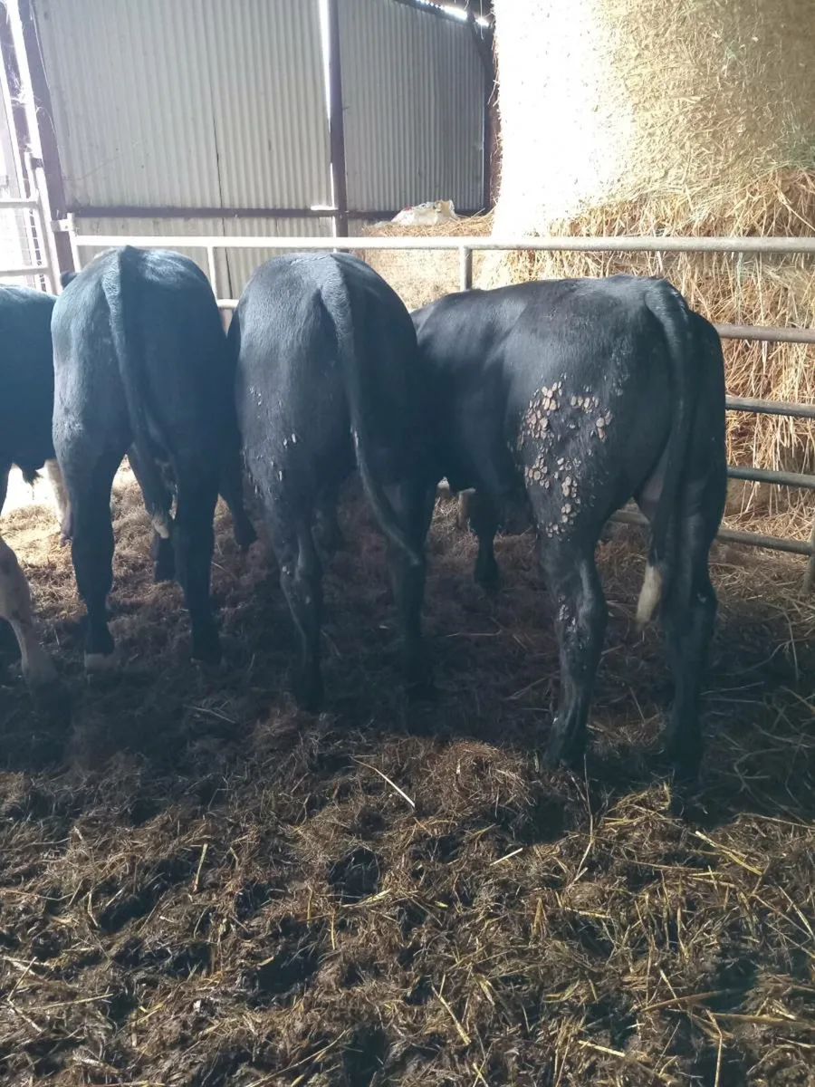 8 super quality bull weanlings 260kg - Image 3