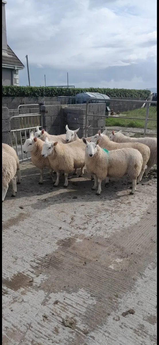 North Country Cheviot Ram Lambs - Image 3