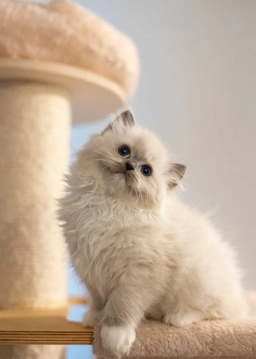Ragdoll Registered - Image 1