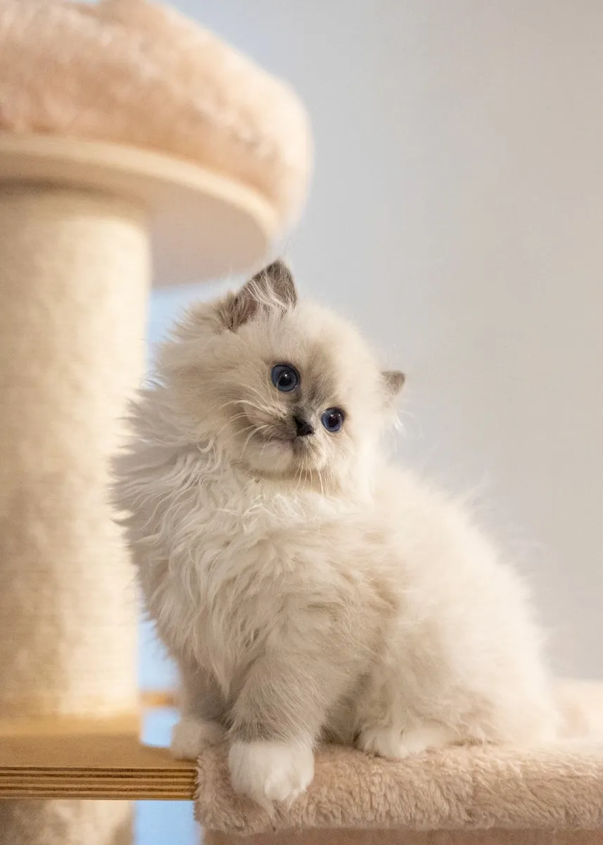 Ragdoll Registered - Image 2