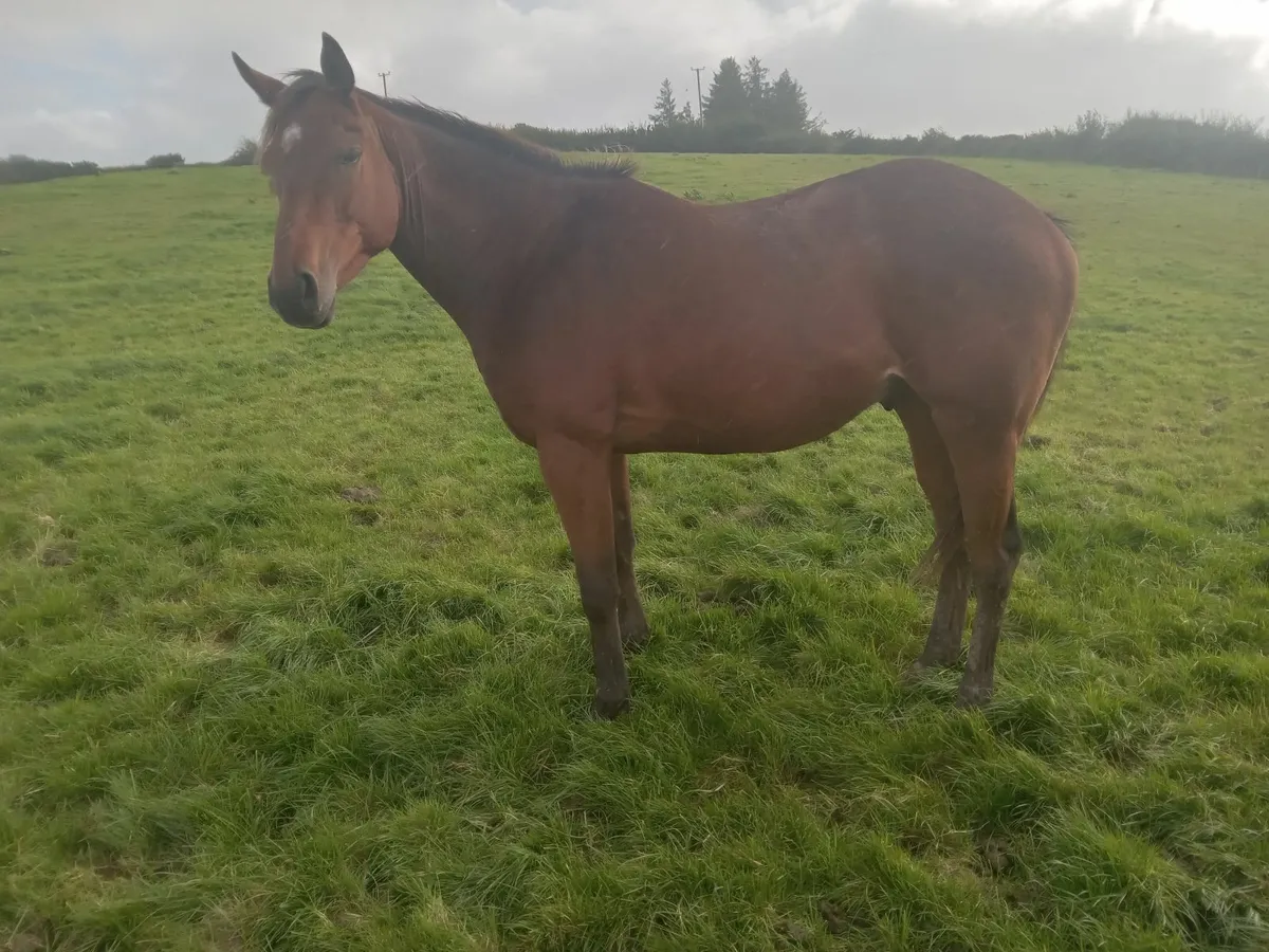 Yeats 3 year old - Image 1