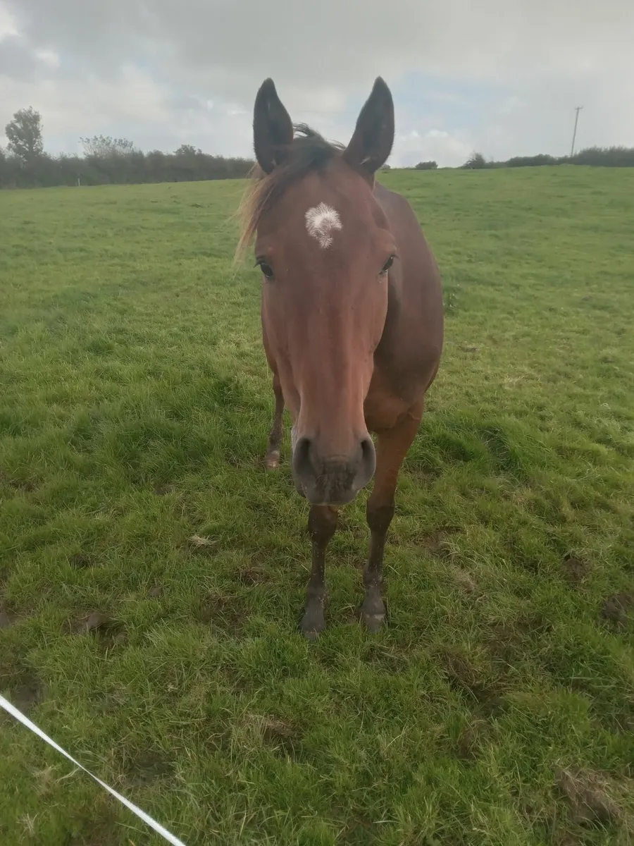 Yeats 3 year old - Image 2