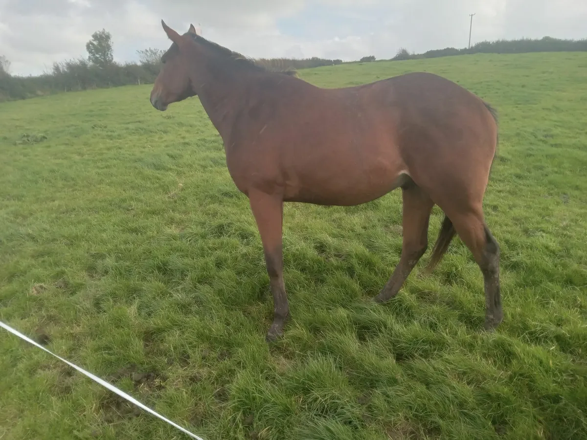 Yeats 3 year old - Image 3