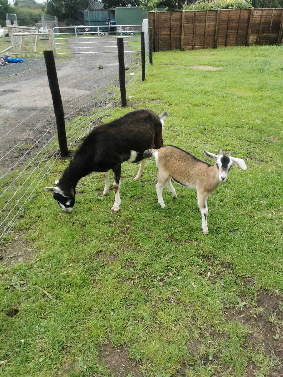 Goats - Image 1