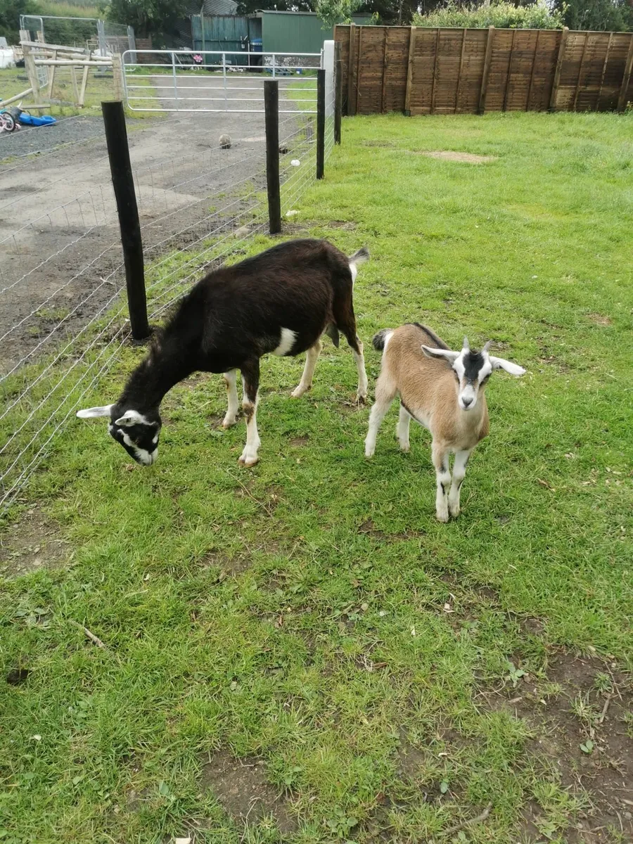 Goats - Image 2