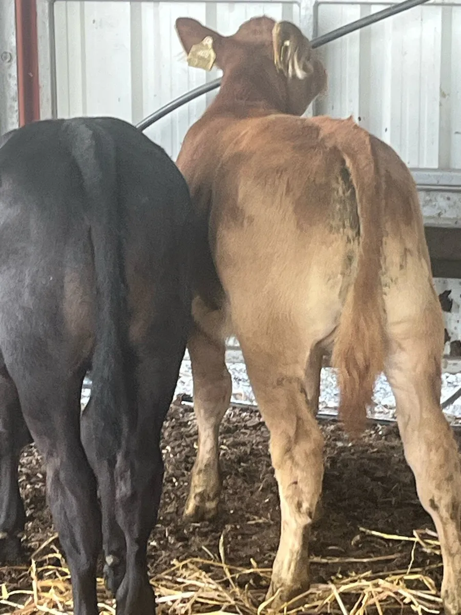 Super Heifers (2) - Image 1