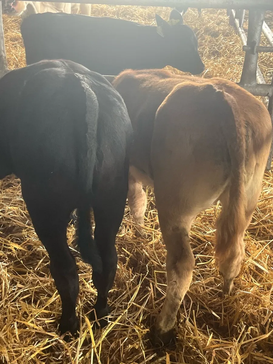 Super Heifers (2) - Image 2