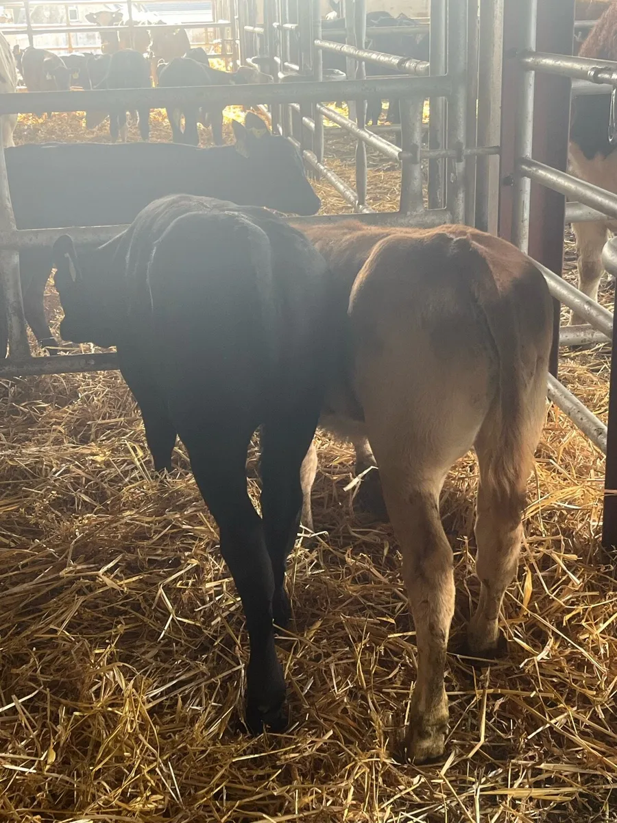 Super Heifers (2) - Image 3