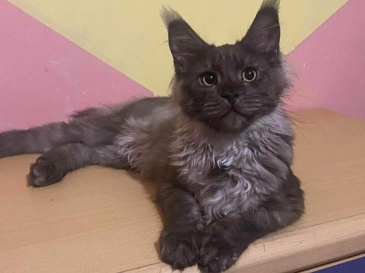 Maine Coon kittens - Image 1