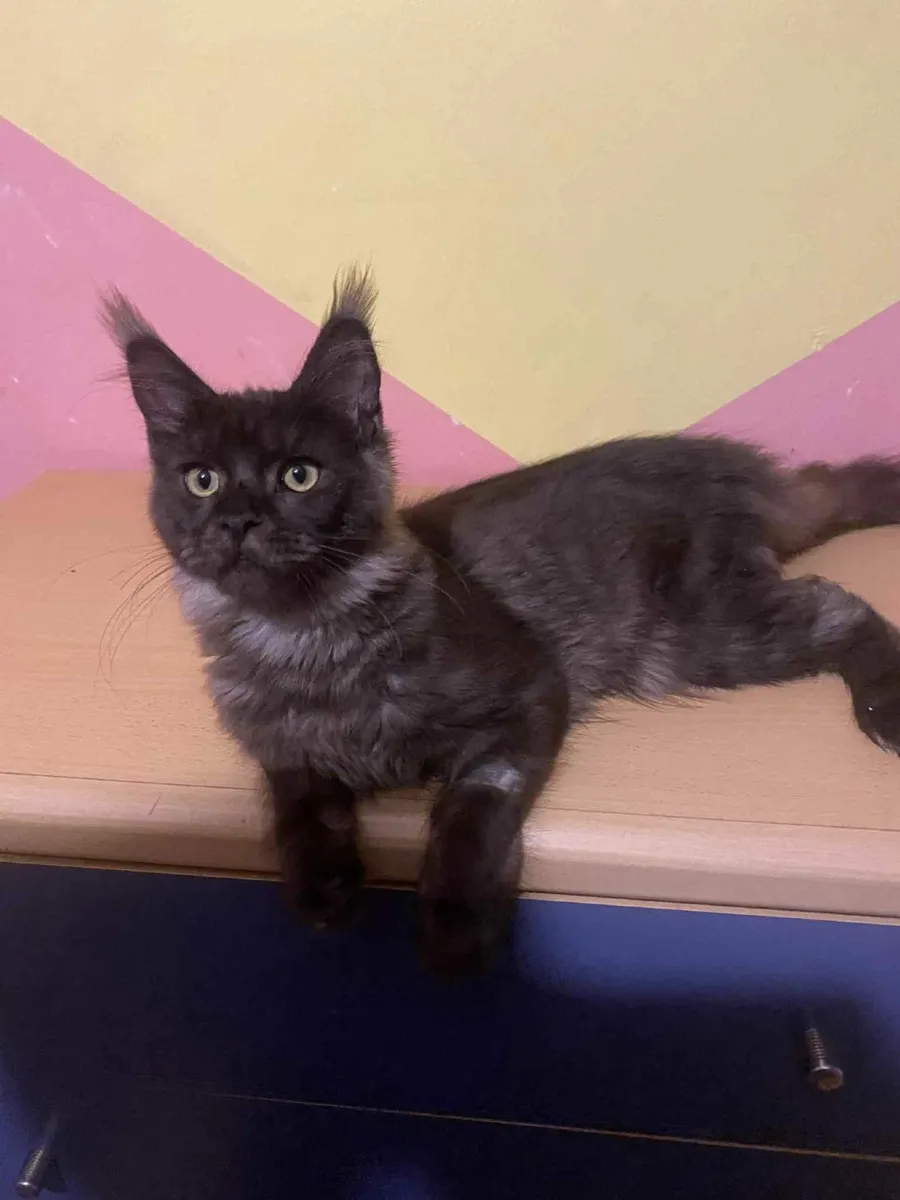 Maine Coon kittens - Image 3