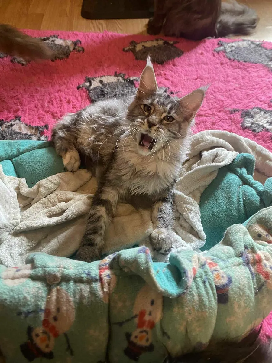 Maine Coon kittens with pedigree Tica registered - Image 4