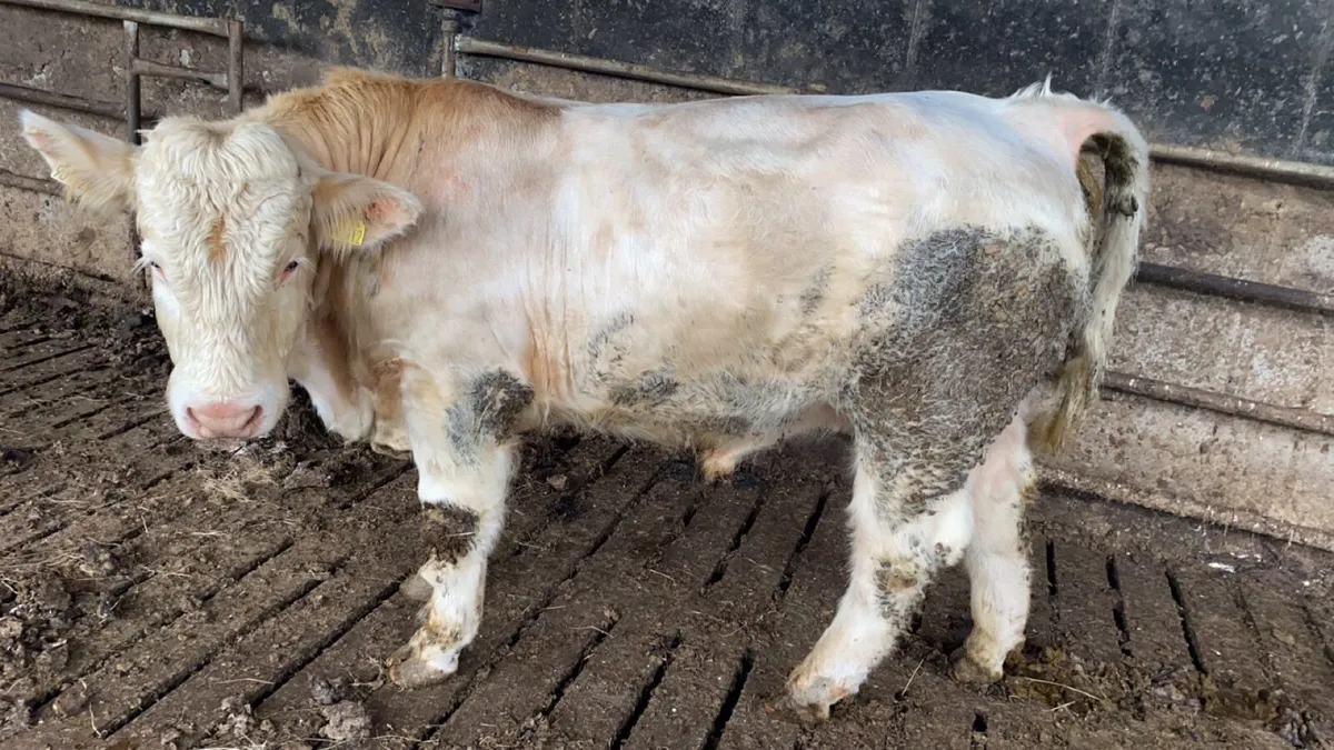 Pedigree Charolais bull - Image 1