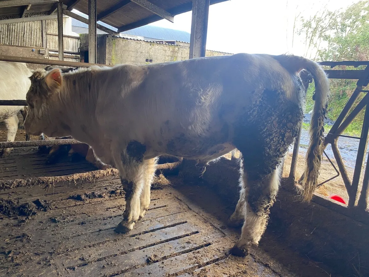 Pedigree Charolais bull - Image 2