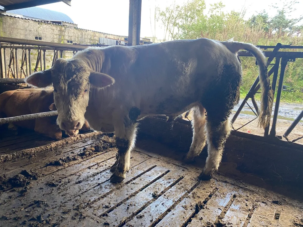 Pedigree Charolais bull - Image 3