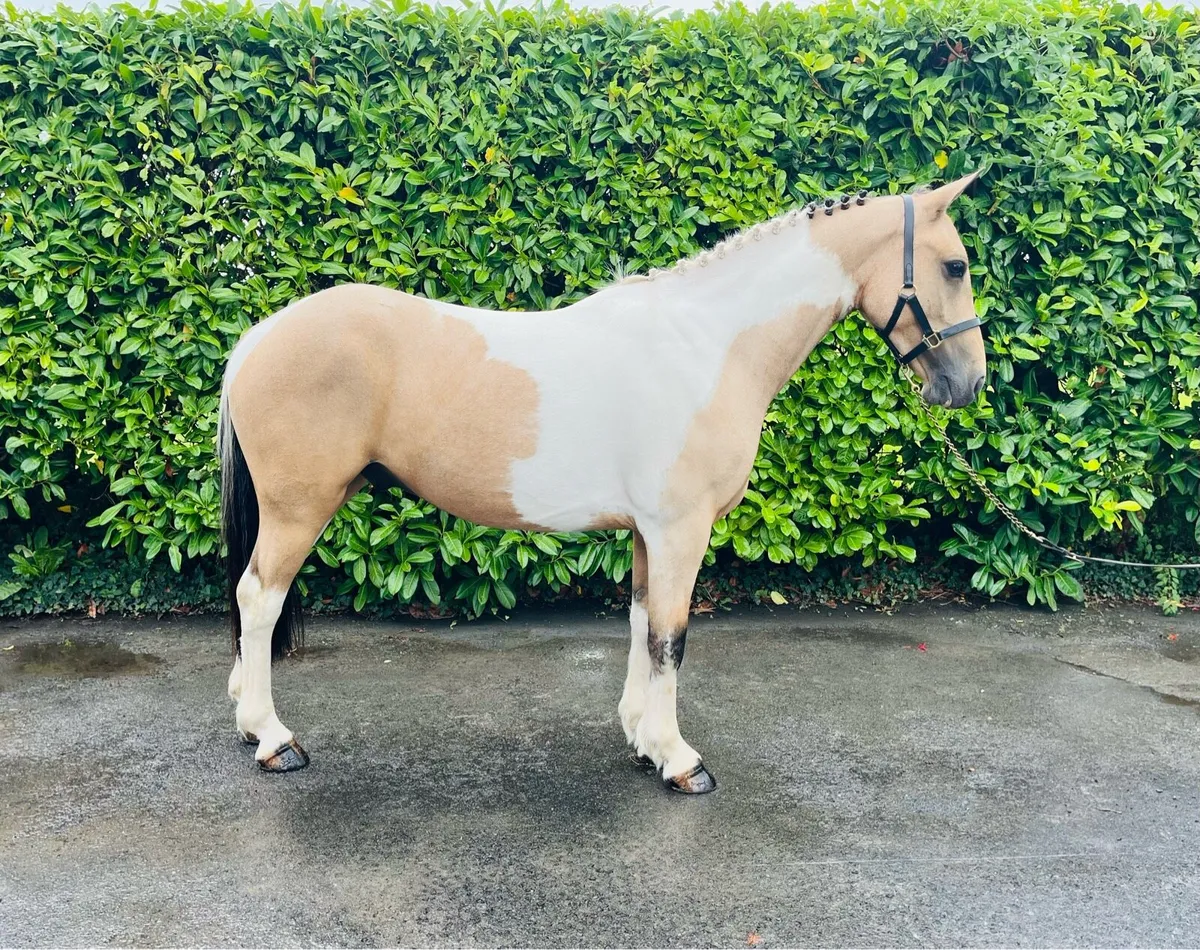 *138cm Gelding* - Image 2