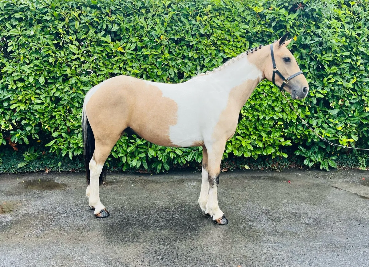 *138cm Gelding* - Image 1