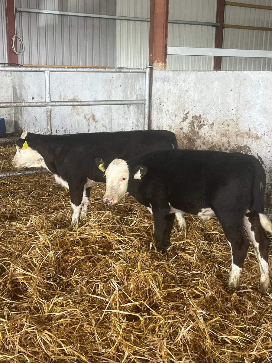 3 Heifer runners - Image 1