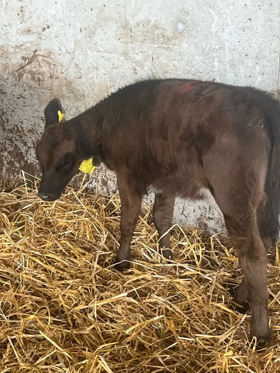 3 Heifer runners - Image 2
