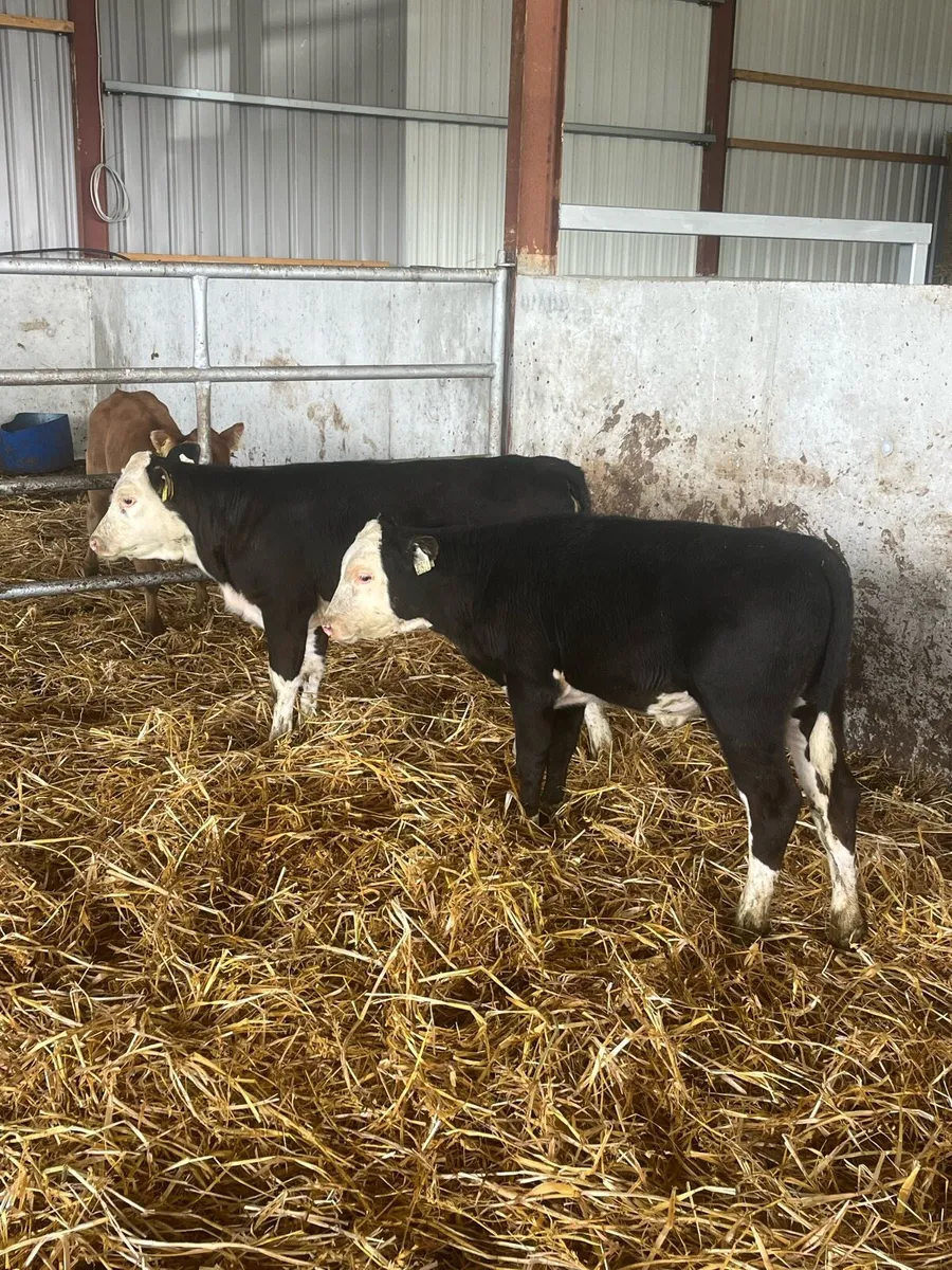 3 Heifer runners - Image 3
