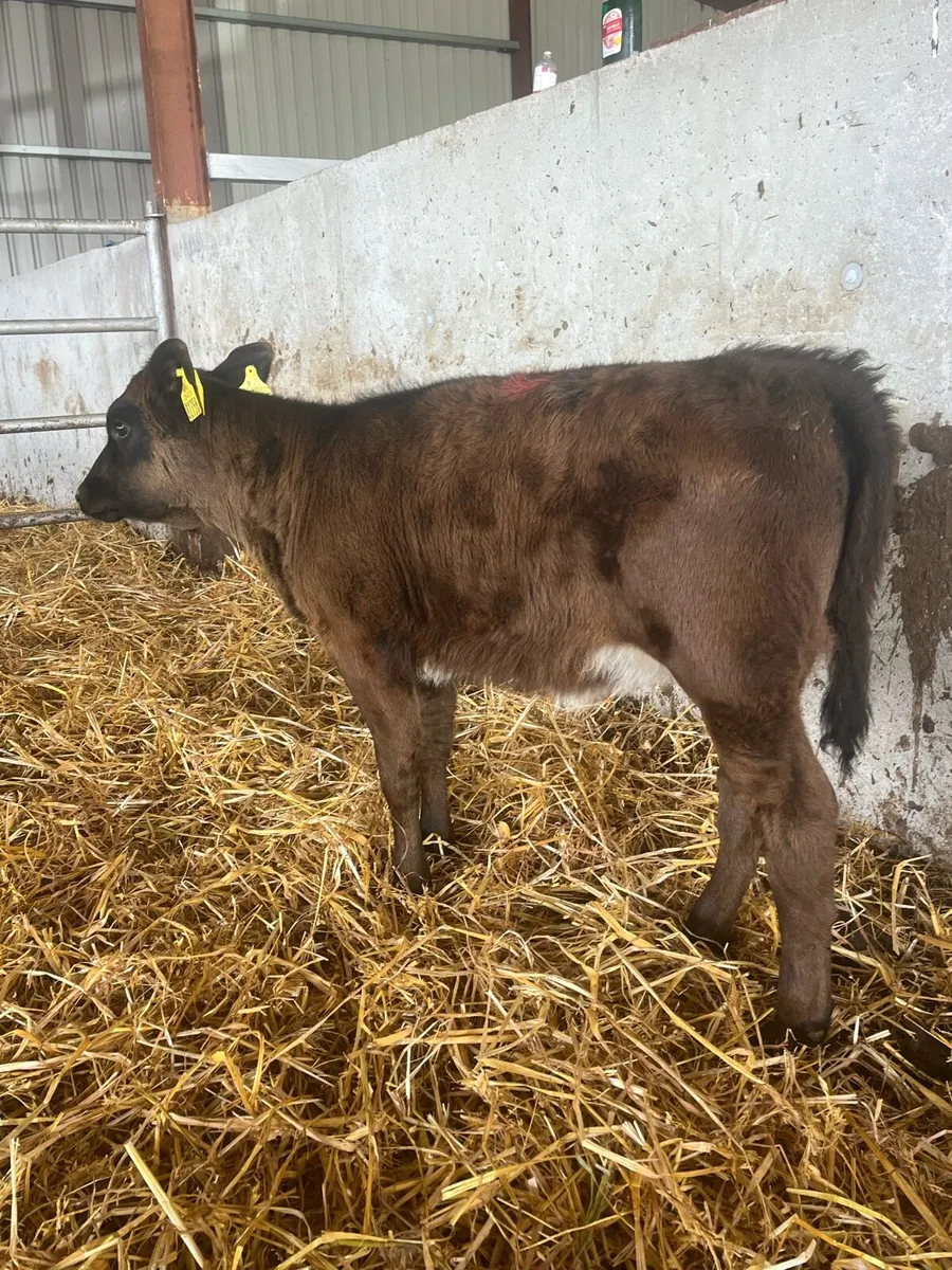 3 Heifer runners - Image 4