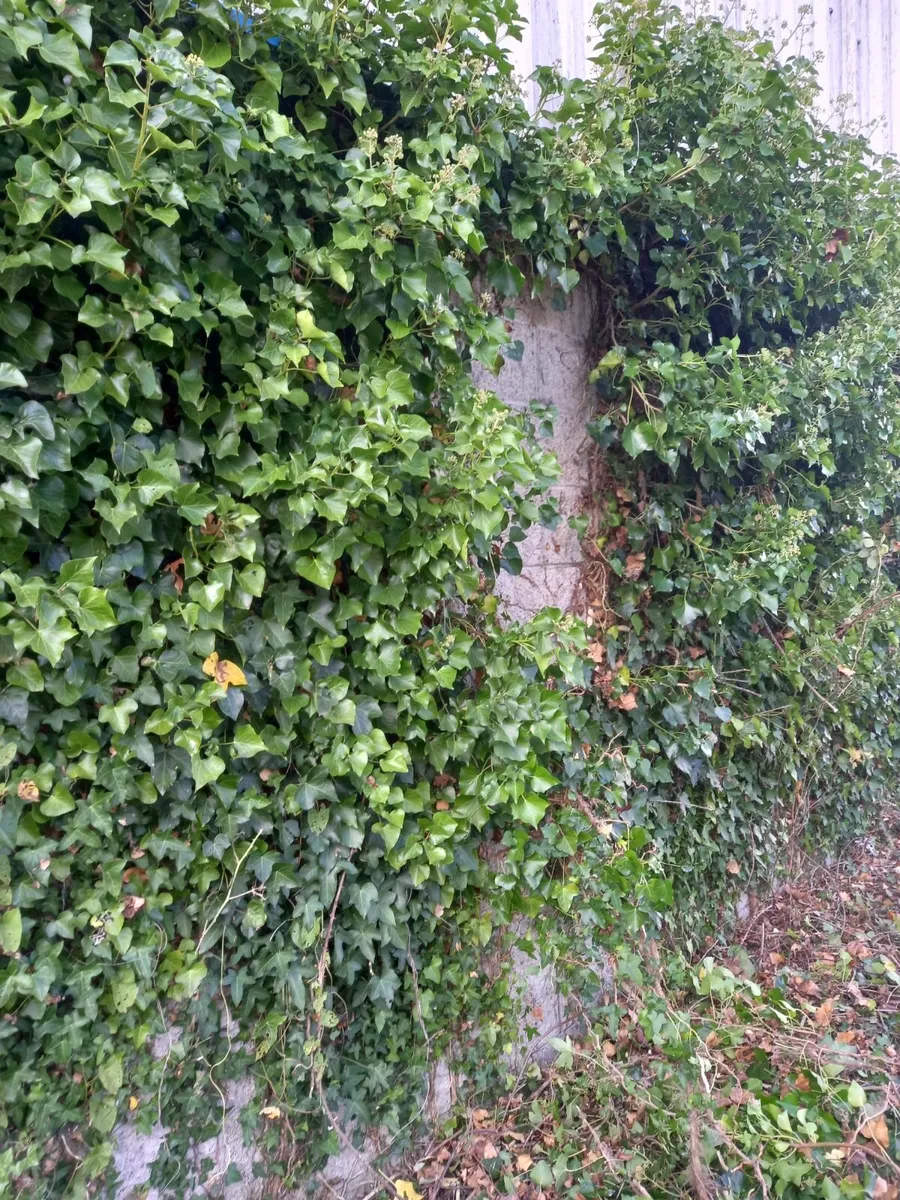 Property Maintenance Services - Image 2