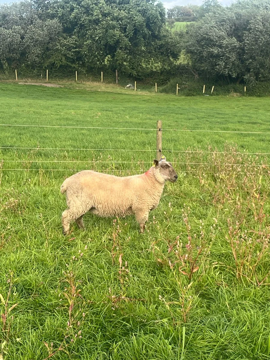 Charlollais X Ewe lambs - Image 3