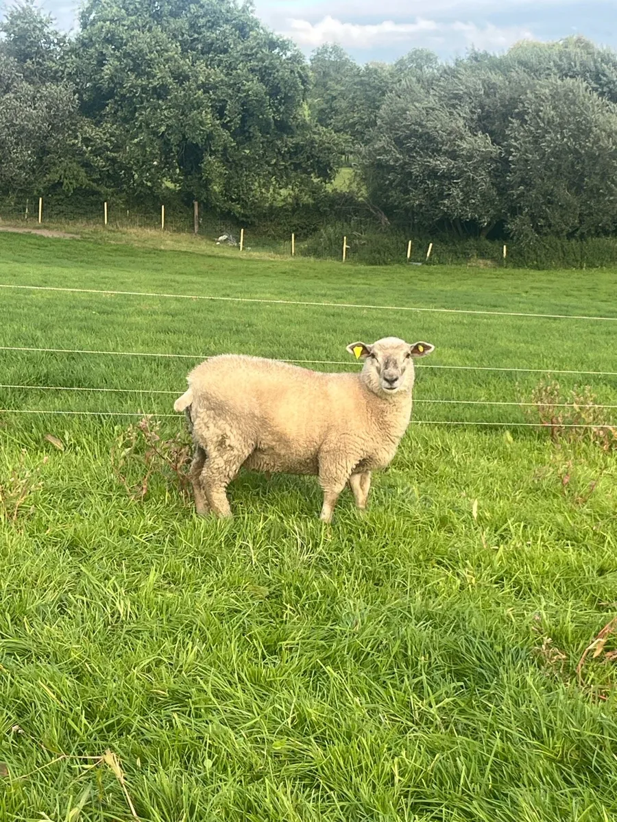 Charlollais X Ewe lambs - Image 4